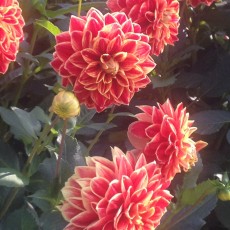 Sommerzeit – Freie Zeit